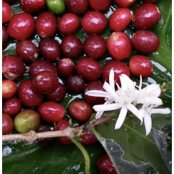 Café en Grains Perou Bio Oxapampa 250 GR Chacun Son Café - 4
