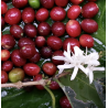 Café en Grains Perou Bio Oxapampa 250 GR Chacun Son Café - 4