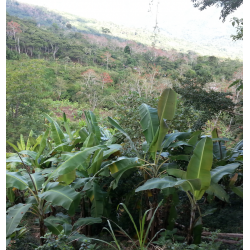 Café en Grains Perou Bio Oxapampa 250 GR Chacun Son Café - 6