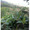 Café en Grains Perou Bio Oxapampa 250 GR Chacun Son Café - 6
