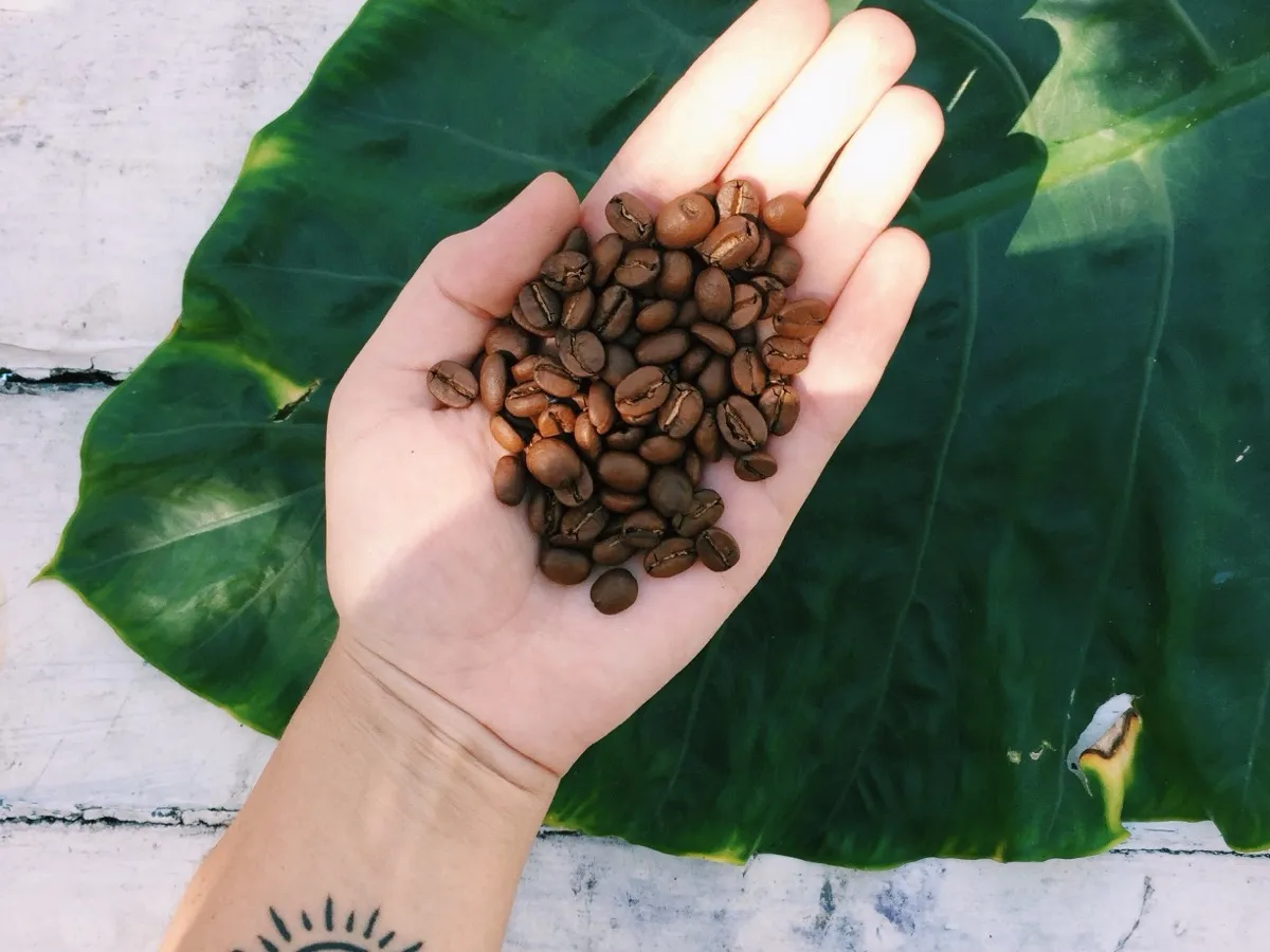 Grains de café torréfiés dans une main au-dessus d'une feuille verte, thème de la dosette Senseo compostable