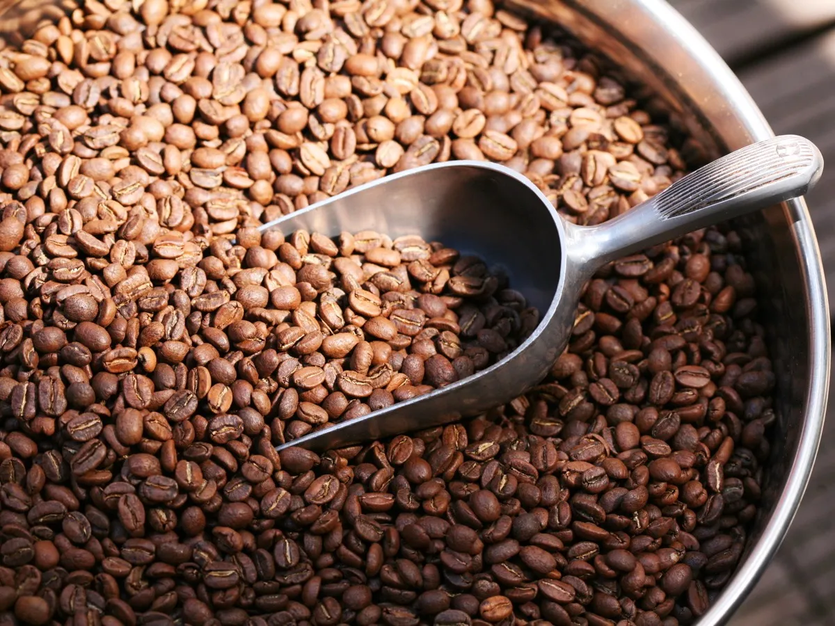 Pelle métallique plongée dans une cuve de grains de café torréfiés, geste de dosage du café